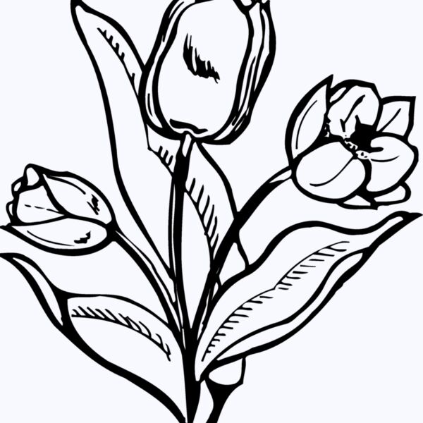 FLOWER24 Thumbnail