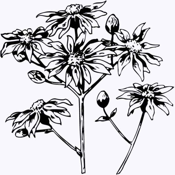 FLOWER28 Thumbnail