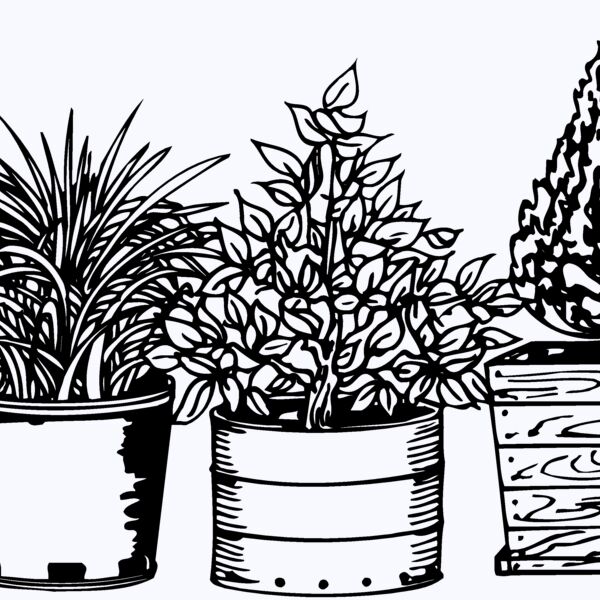 PLANT03 Thumbnail