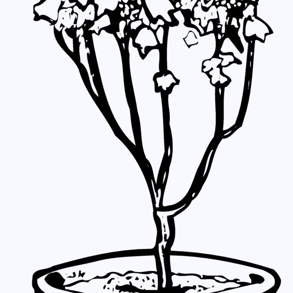 PLANT04 Thumbnail