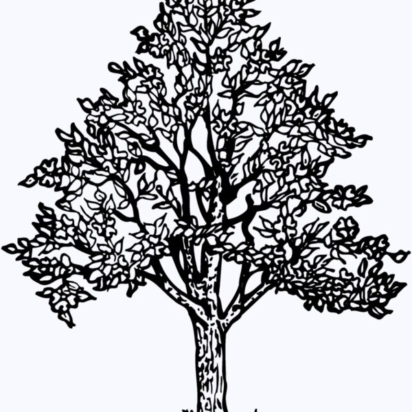 TREE0004 Thumbnail