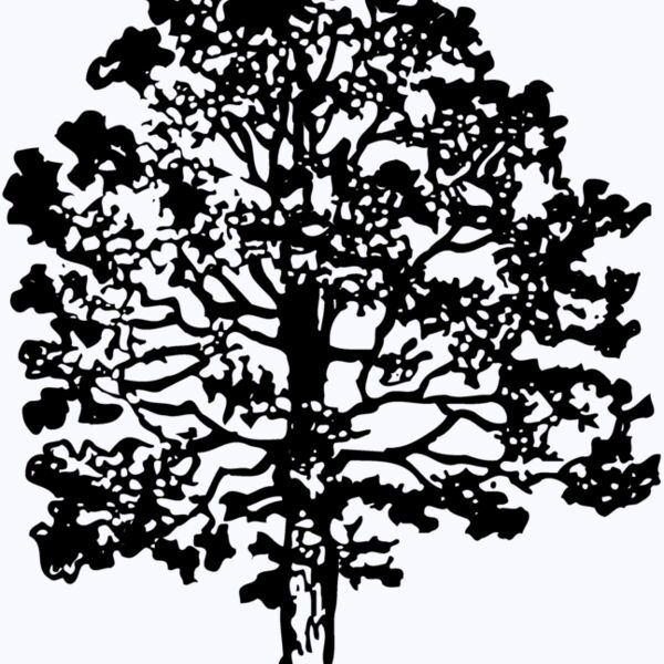 TREE0016 Thumbnail