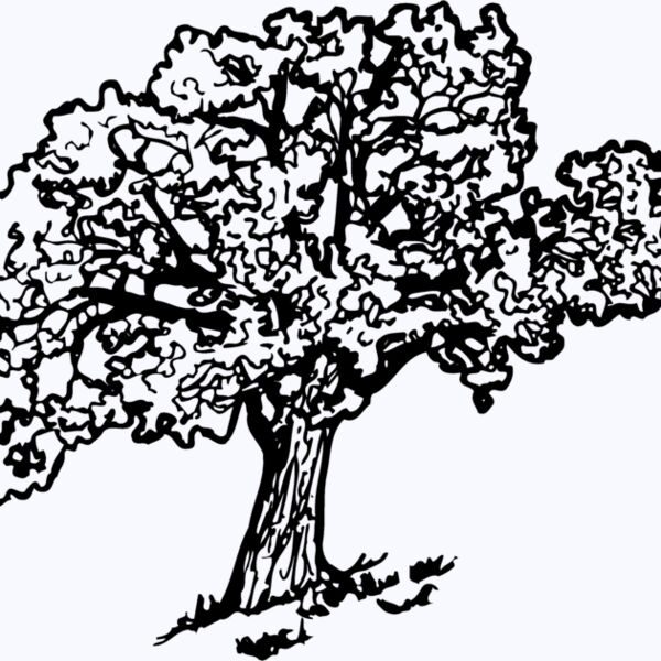 TREE0027 Thumbnail